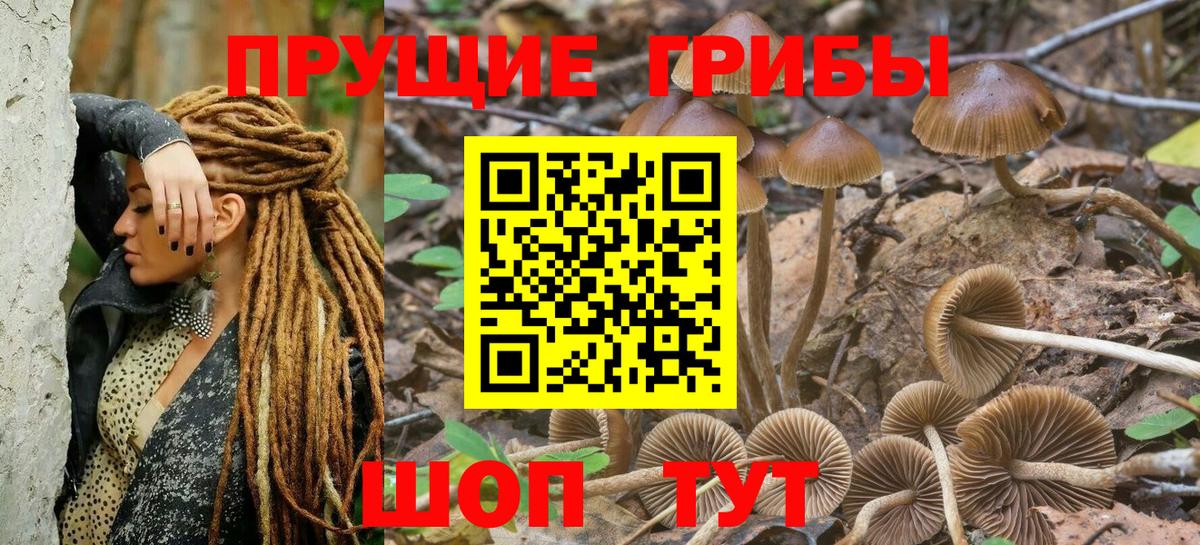 Галлюциногенные грибы Psilocybe Алексин
